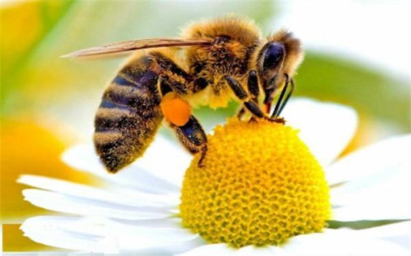 کدام زنبورها نیش می زنند؟