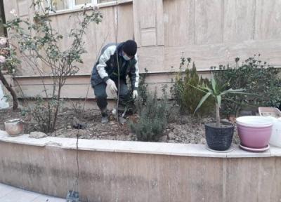 طرح نهضت درختکاری در منازل شهروندان منطقه 11 شروع شد