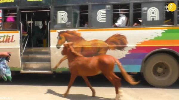کره اسبی که عکس روی اتوبوس را با مادرش اشتباه گرفت!