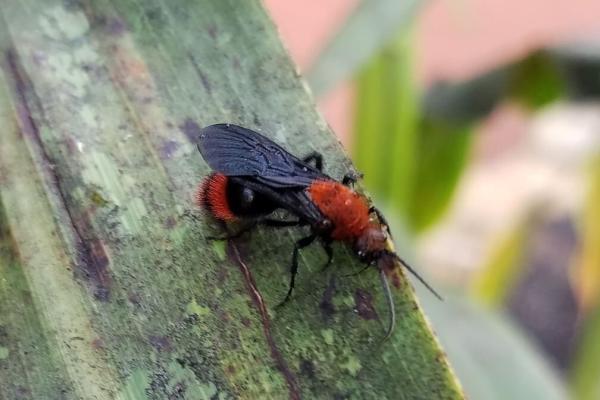 زنبوری عجیب در لباس مورچه، نیش گاوکُش یک حشره کوچک