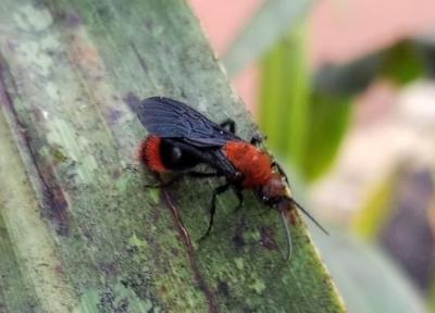 زنبوری عجیب در لباس مورچه، نیش گاوکُش یک حشره کوچک