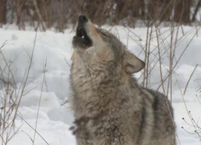 40 سال پس از فاجعه چرنوبیل؛ آیا گرگ ها در حال سازگاری با رادیواکتیو هستند؟